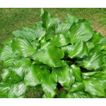 Hosta Red Stepper