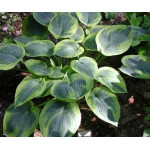 Hosta Tokugama Flavocircinalis Hosta Tokugama Flavocircinalis