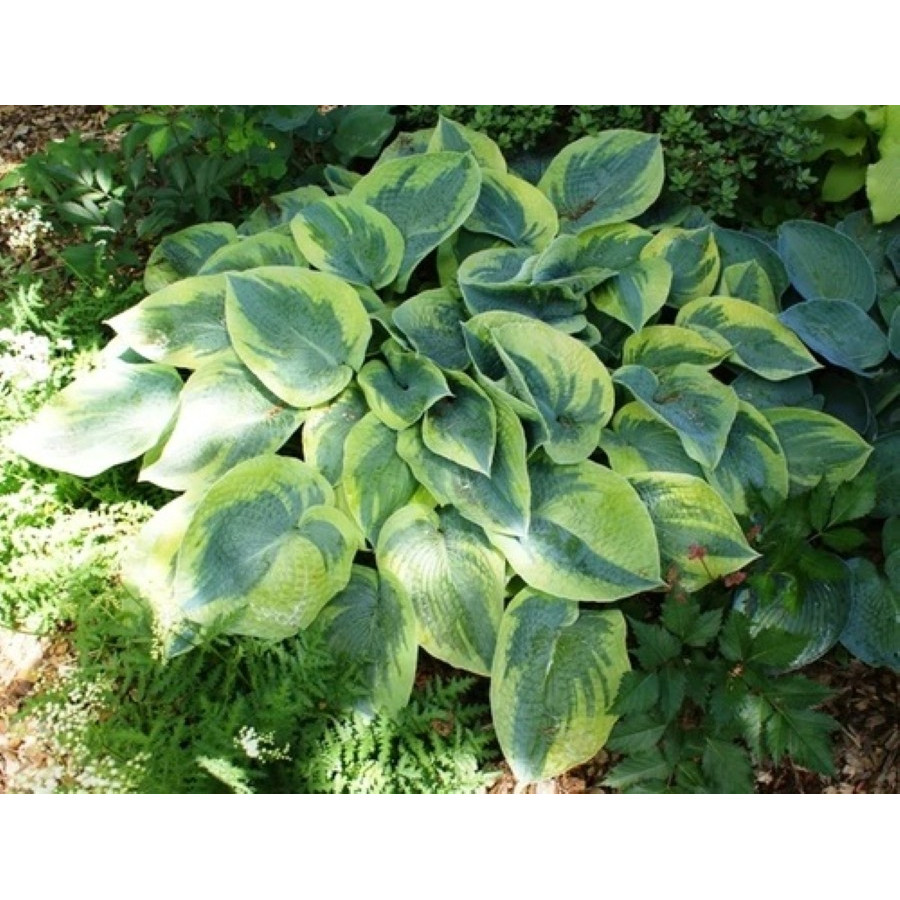 Hosta Tokugama Flavocircinalis