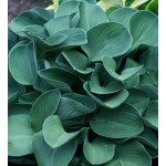 Hosta Blue Mouse Ears