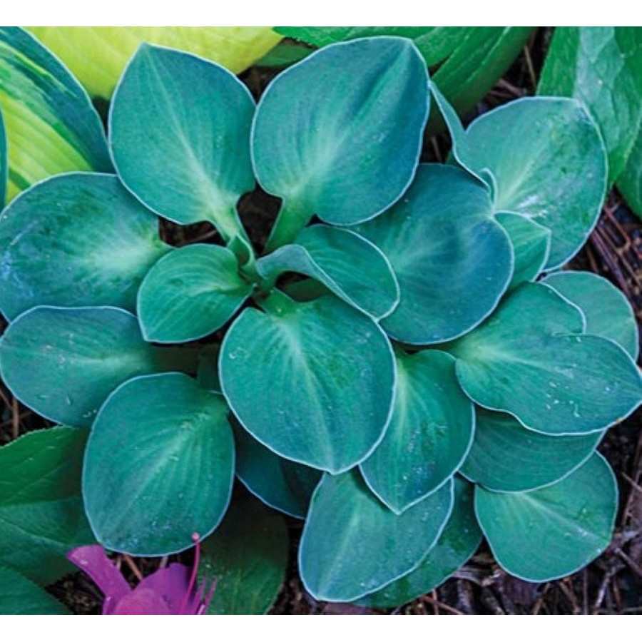 Hosta Blue Mouse Ears