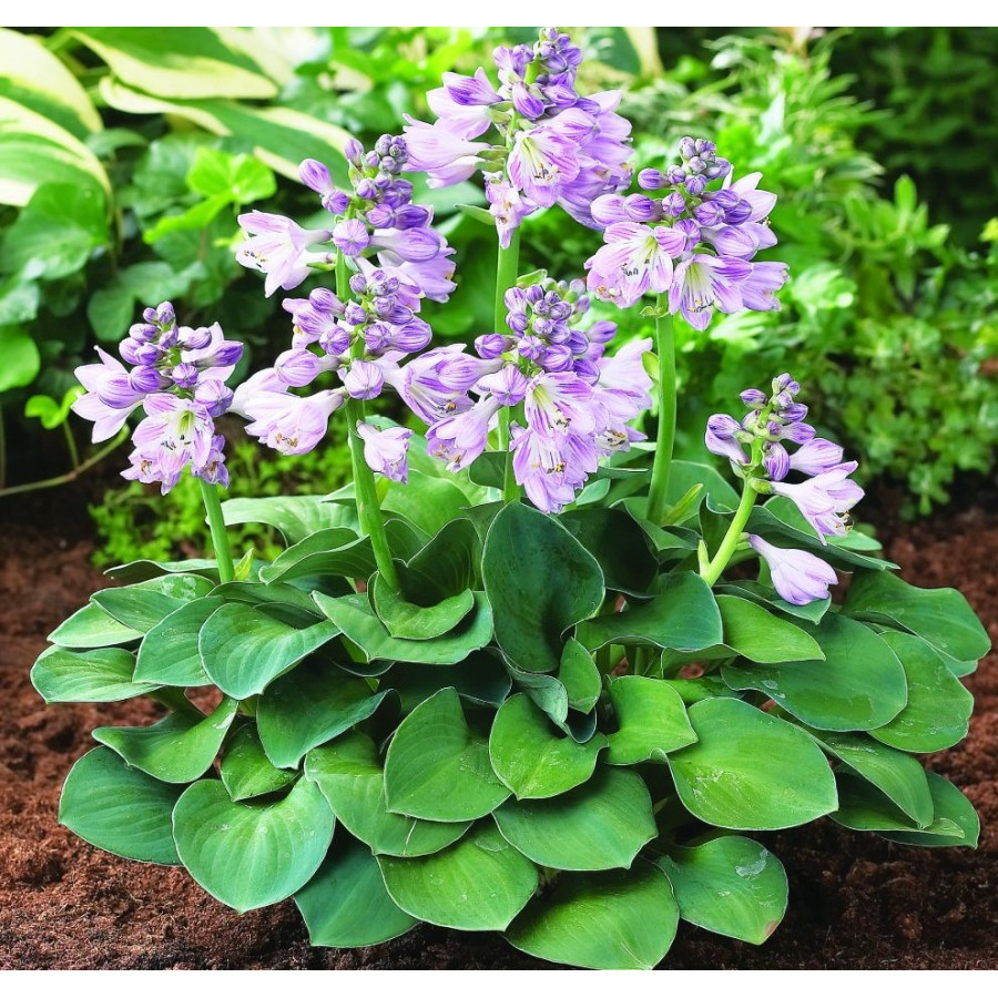 Hosta Blue Mouse Ears