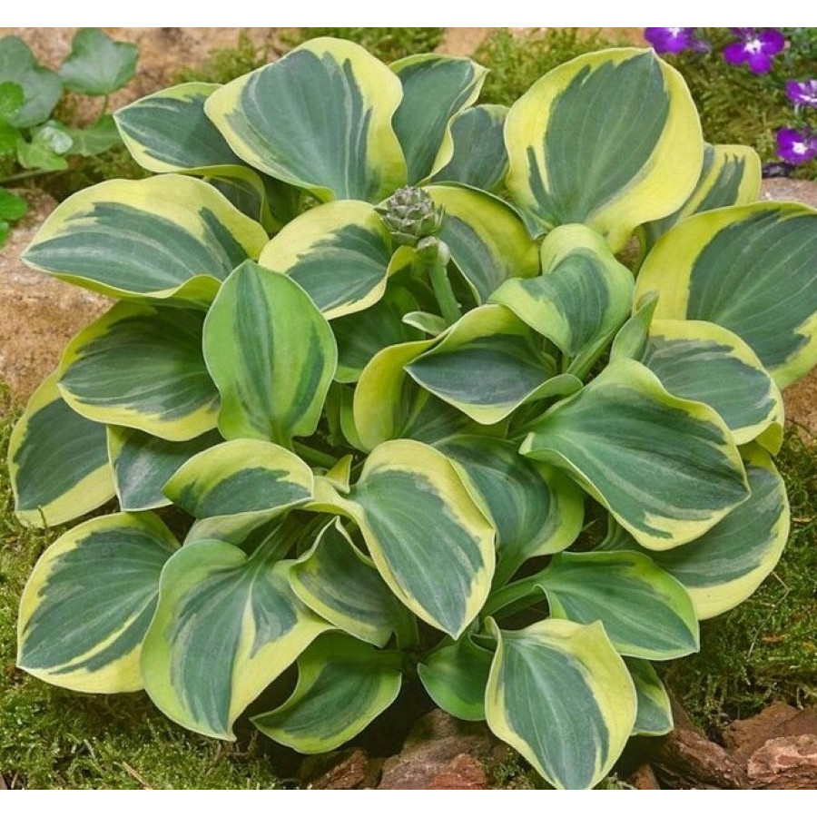 Hosta Migty Mouse