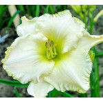 Hemerocallis white out liliowiec