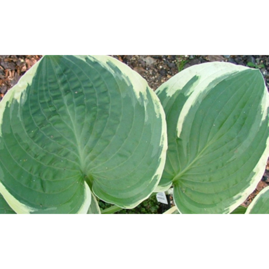 Hosta Goldbrook Glamour Funkia