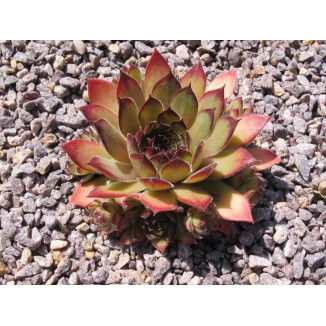 Sempervivum Sappihira Rojnik