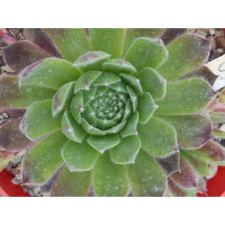 Sempervivum Sappihira Rojnik