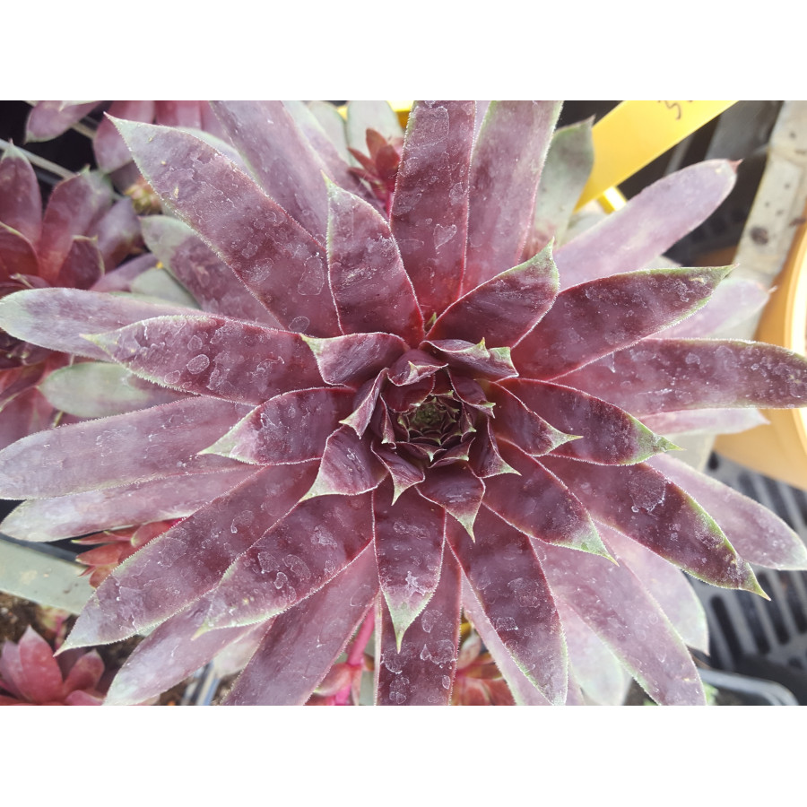 Sempervivum Schock Waves