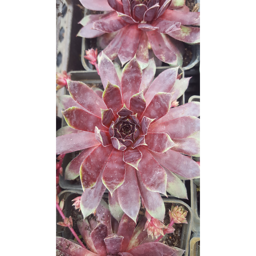 Sempervivum Schock Waves