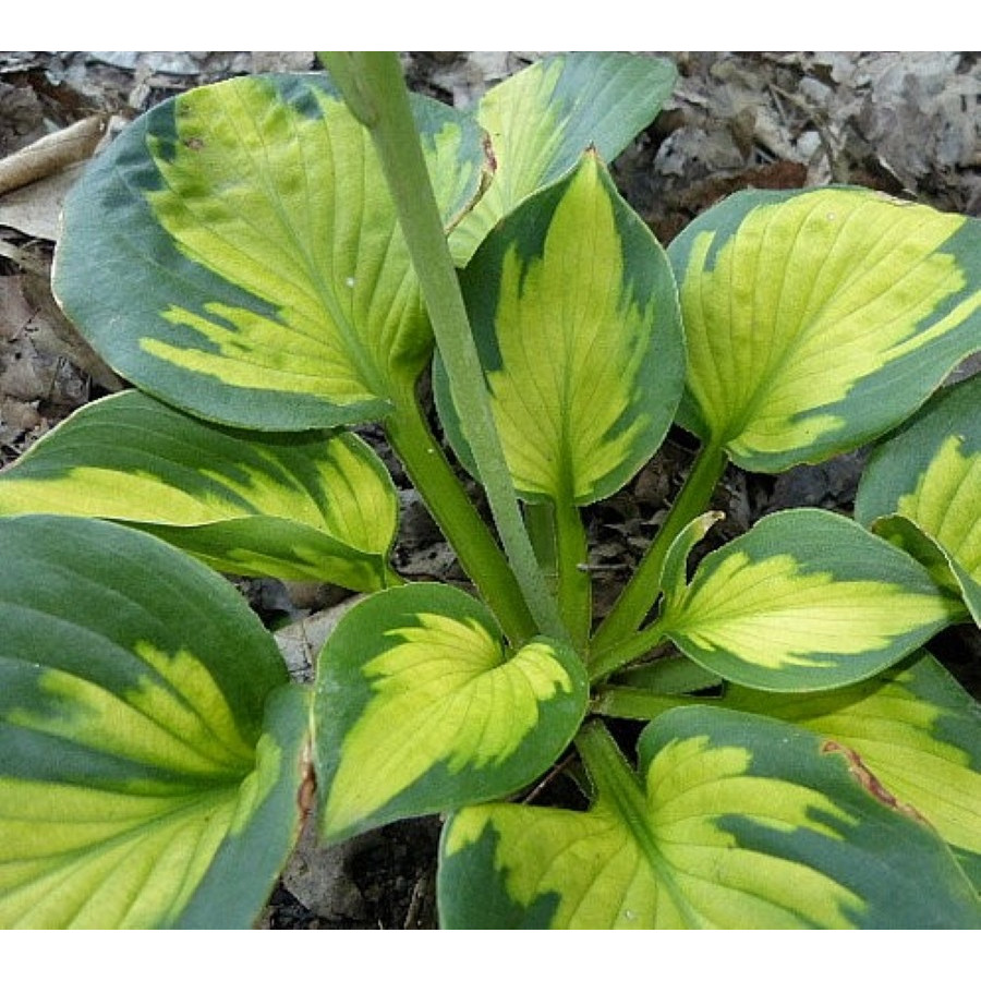 Hosta Pocketful of Sunshine Funkia