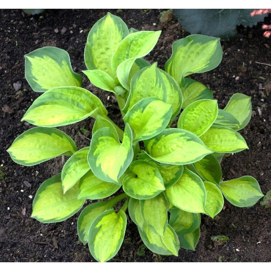 Hosta Pocketful of Sunshine Funkia