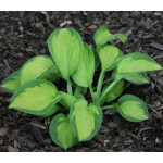 Hosta Pocketful of Sunshine Funkia