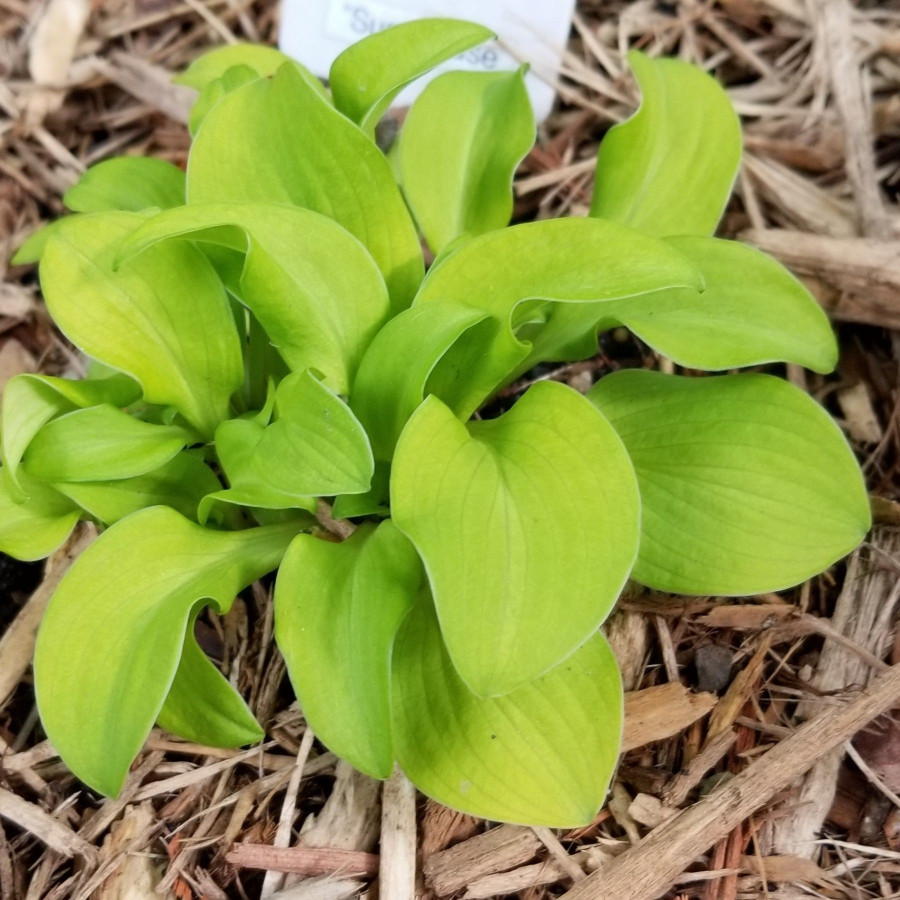 Hosta Sun Mouse Funkia