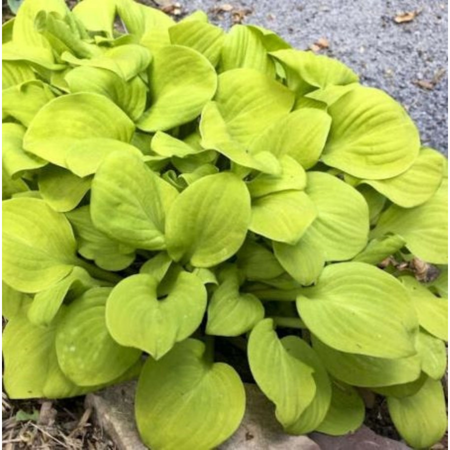 Hosta Sun Mouse Funkia