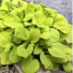 Hosta Sun Mouse Funkia
