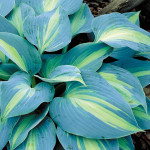 Hosta Touch of Class Funkia