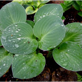 Hosta Green Mouse Ears Funkia