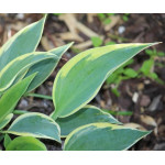 Hosta Virginia Reel Funkia