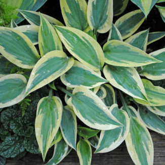 Hosta Virginia Reel Funkia