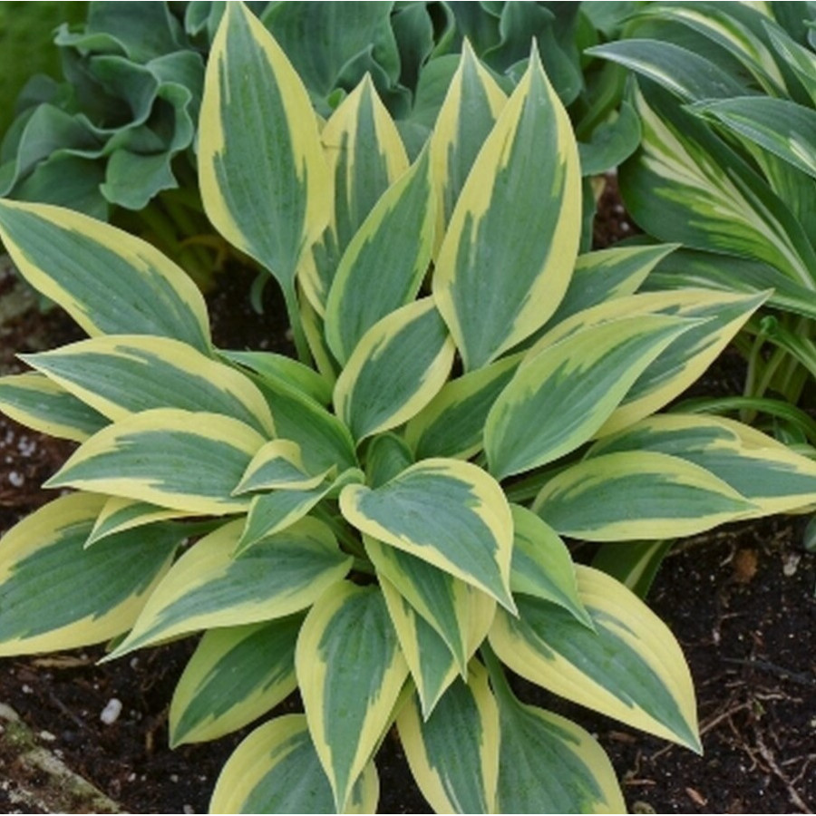 Hosta Virginia Reel Funkia
