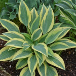 Hosta Virginia Reel Funkia
