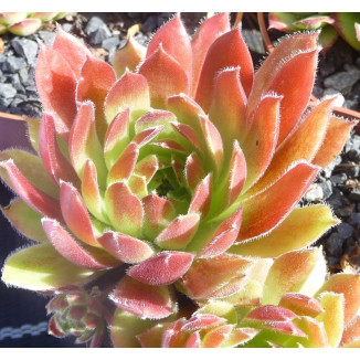 Sempervivum Seevedeich Rojnik