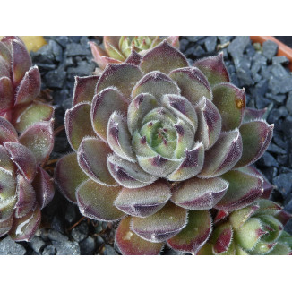 Sempervivum Seminole Rojnik