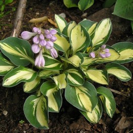 Hosta Desert Mouse Funkia