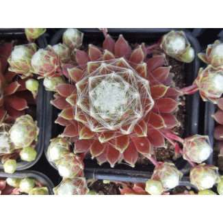 Sempervivum Silver Suzanna Rojnik