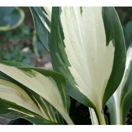 Hosta Christmans Island