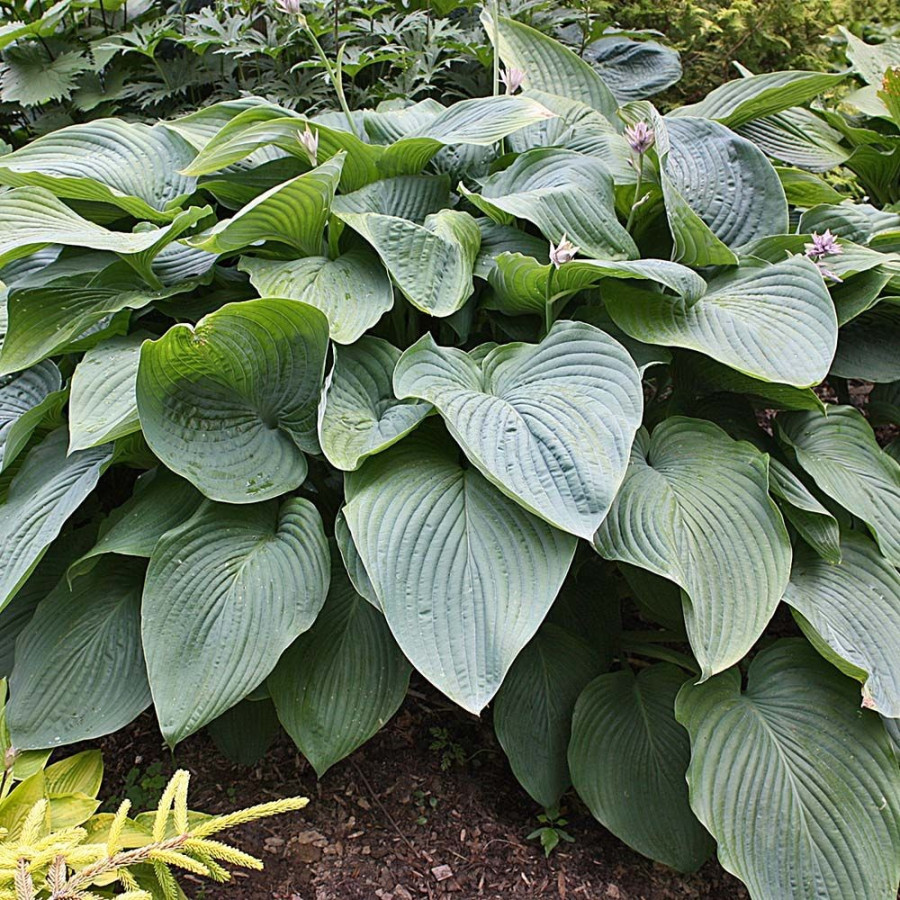 Hosta Empress Wu Funkia