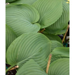 Hosta Empress Wu Funkia