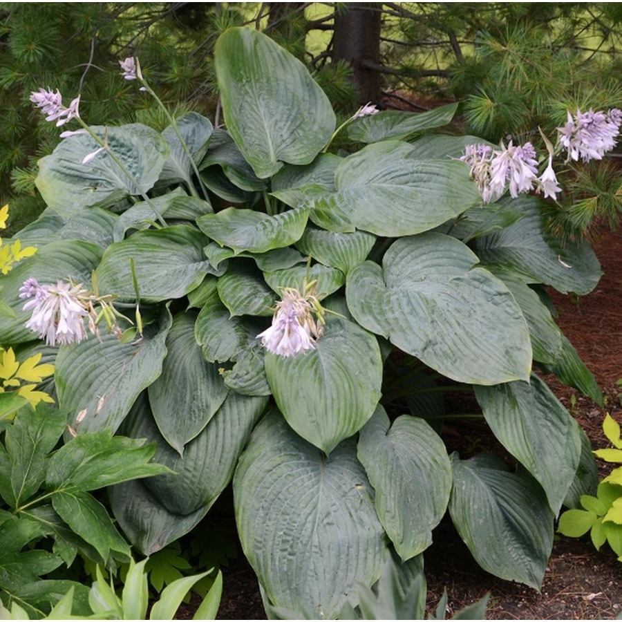 Hosta Empress Wu Funkia