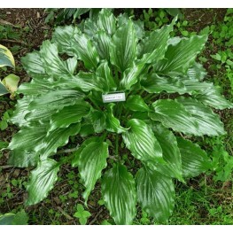 Hosta Get Nekkid Funkia