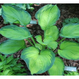 Hosta Goldrush Funkia