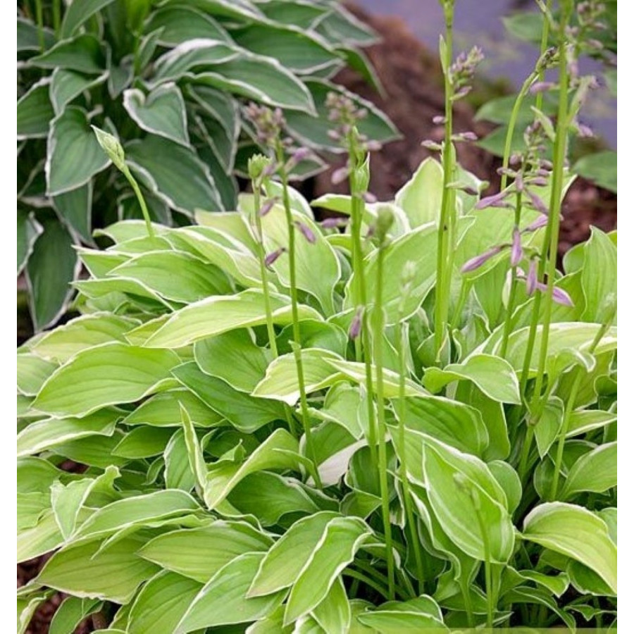 Hosta Iced Lemon Funkia Hosta Iced Lemon Funkia