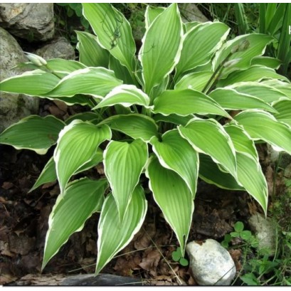 Hosta Kalamazoo Funkia