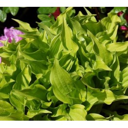 Hosta O'Harra Funkia