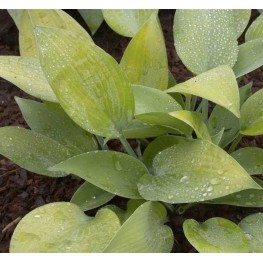Hosta Paradise Sandstorm Funkia