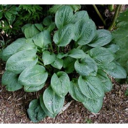 Hosta Pete's Dark Satellite Funkia