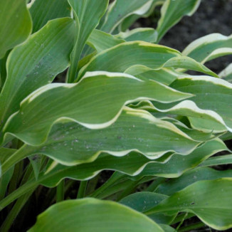 Hosta Pineapple Punch Funkia