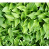 Hosta Plug Nickel Funkia