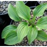 Hosta Plug Nickel Funkia
