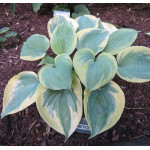 Hosta Secret Ambition Funkia