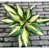 Hosta Touch of Flame Funkia