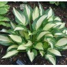 Hosta Touch of Flame Funkia
