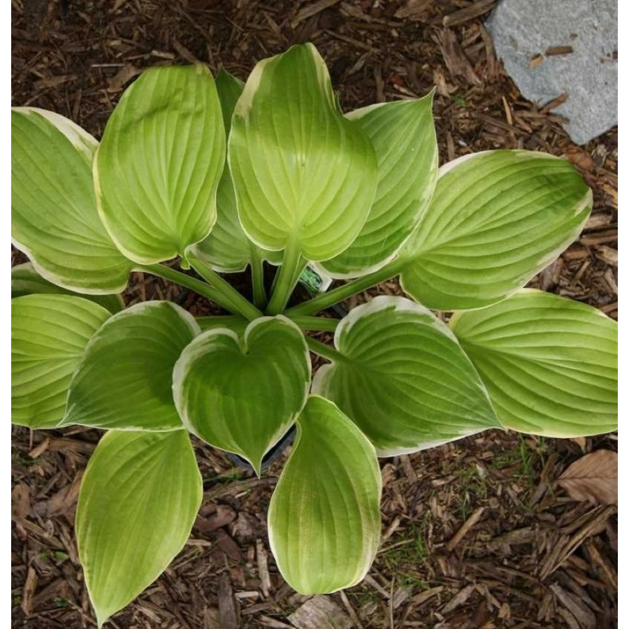 Hosta Tropicana Funkia