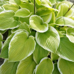 Hosta Tropicana Funkia