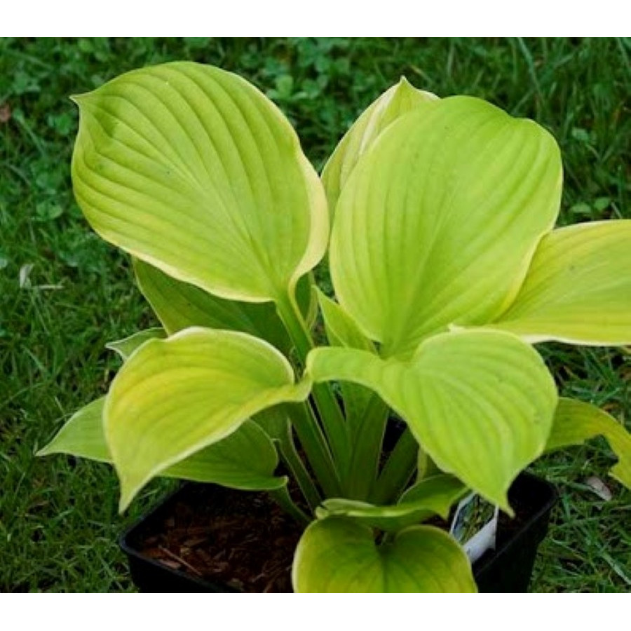 Hosta Tropicana Funkia