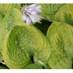Hosta Walkon Golden Pond Funkia